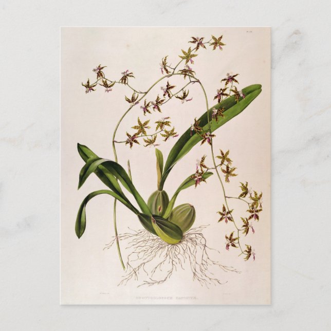 Odontoglossum Hastatum Postkarte (Vorderseite)