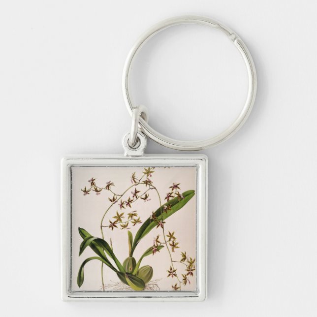 Odontoglossum Hastatum Schlüsselanhänger (Vorne)