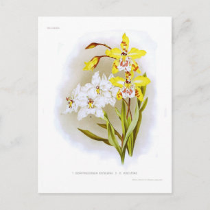 Odontoglossum Postkarte