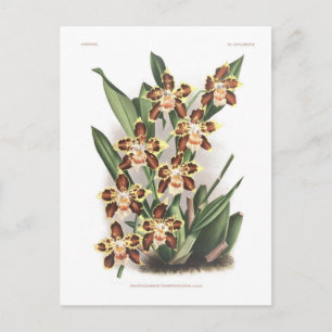 Odontoglossum Thompsonianum Postkarte