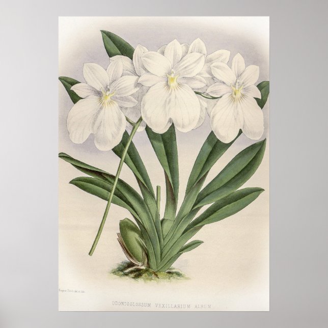 Odontoglossum Vexillarium Orchid Poster (Vorne)