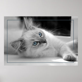 Oeil coloré, poster chaton à poupée
