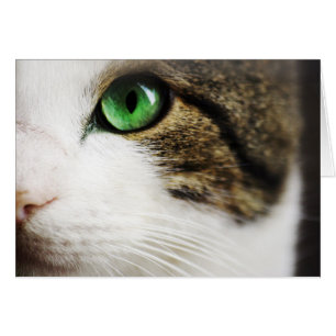 Oeil de chat