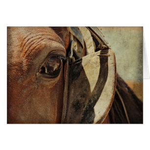 Oeil de Cheval Amish