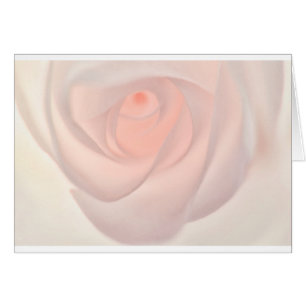 Oeil de rose de rose