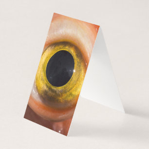 Oeil de sébaste