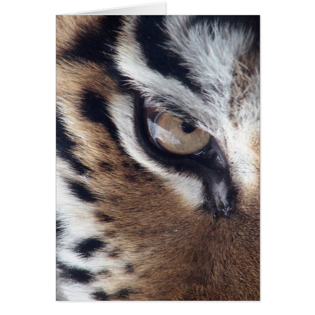 Oeil d'un tigre (Devant)