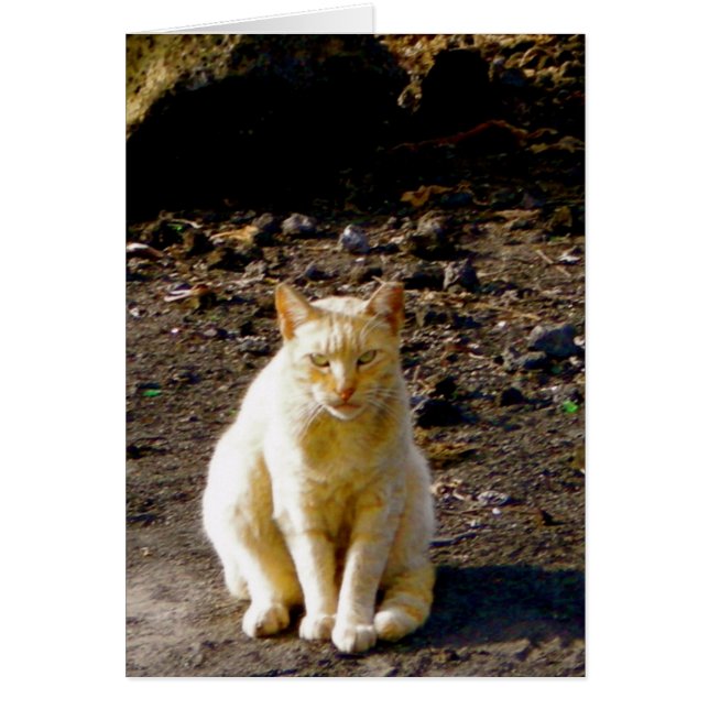 Oeil puant de chat grincheux (Devant)