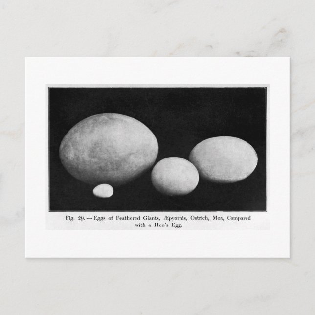 OEufs de géants en plumes carte postale (Devant)