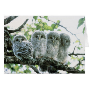 OEufs d'urale. Ikeda-machi, Hokkaido, Japon