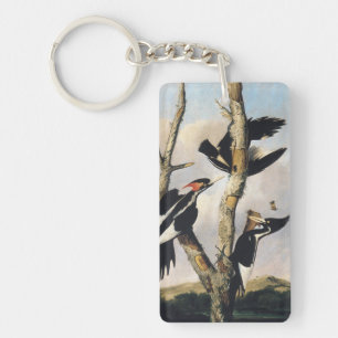 Œuvre d'art vintage d'Audubon sur le Pic à bec ivo