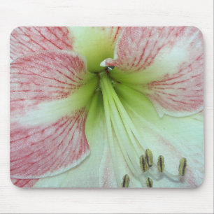 Offene Amaryllis Apfelblüte Mousepad