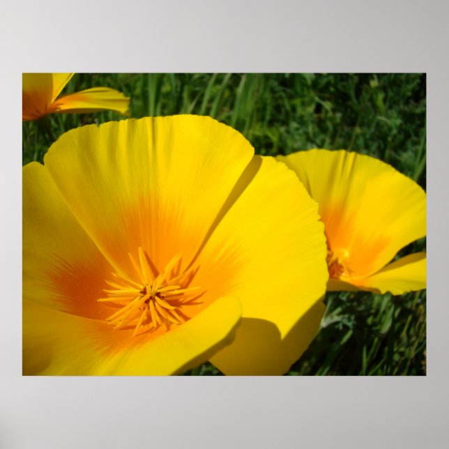 OFFICE ART POPPIES Poppy Blume 4 Art Prints Poster (Vorne)
