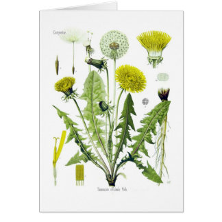 Officinale de Taraxacum (pissenlit)