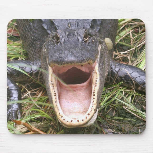 Öffnen Sie sich weit! Florida-Alligator Mousepad (Vorne)