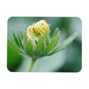 Öffnende Blüte der Kegelblume Magnet