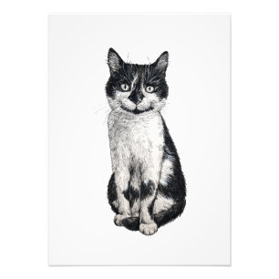 Ogie die Katze Fotodruck