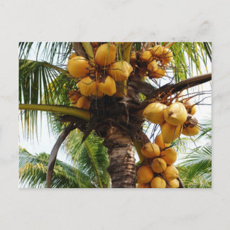 Oh Coconuts Postkarte