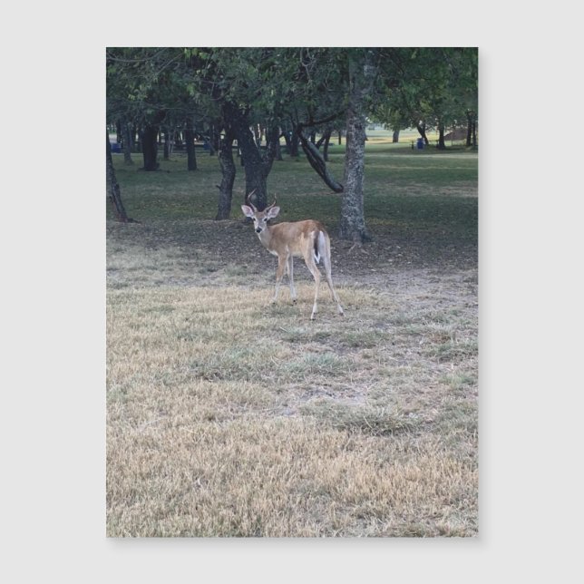 Oh Deer Magnet (Devant)