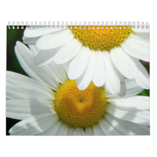 Oh Gänseblümchen-Wandkalender Kalender