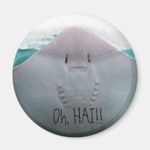 Oh, HAI! Stingray-Magnet Magnet