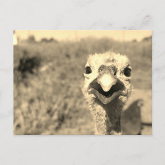 Oh... Hallo! -Postkarte Postkarte