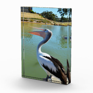 Oh Je Suis Un Joyeux Pelican Tra Lah, Bloc Photo