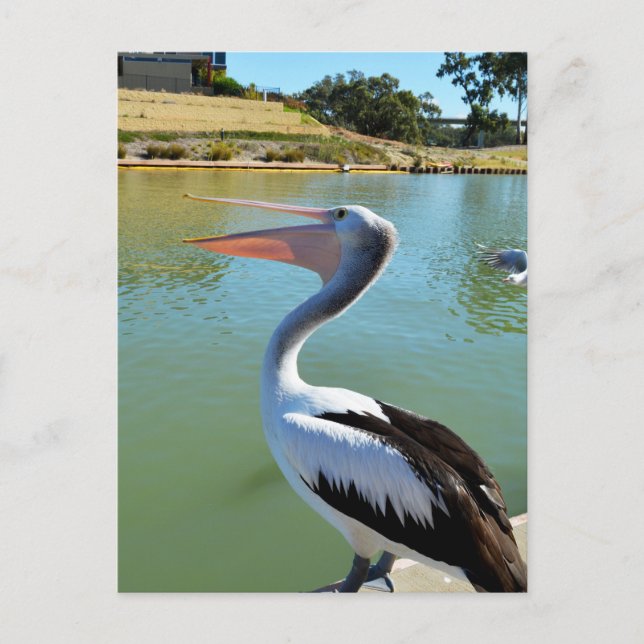 Oh Je Suis Un Joyeux Pelican Tra Lah, Carte Postal (Devant)