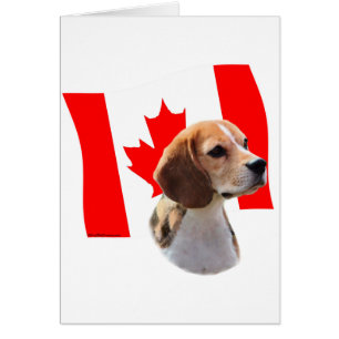 Oh, Kanada...und Beagle.