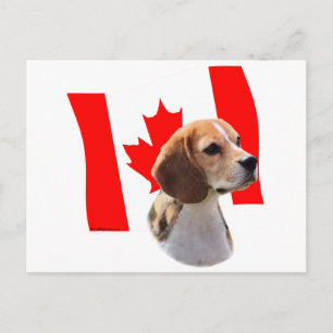 Oh, Kanada...und Beagle. Postkarte