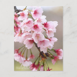 Oh-kanzakura: Kirschblüten [Postkarte] Postkarte