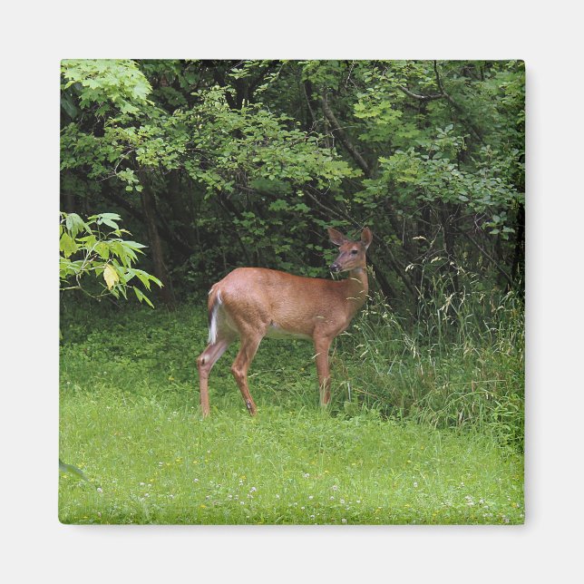 Oh Rotwild! Magnet (Vorne)