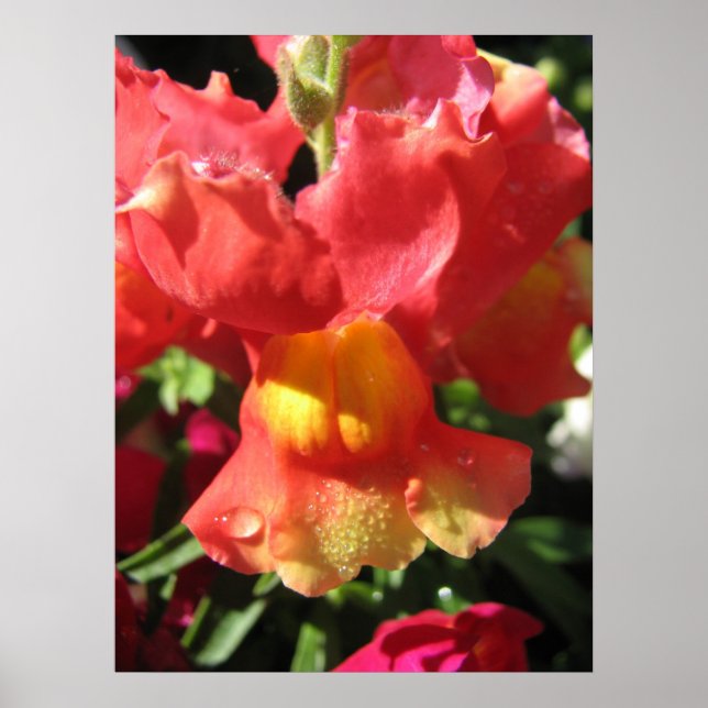 Oh, schläfst! Dragon Poster (Vorne)