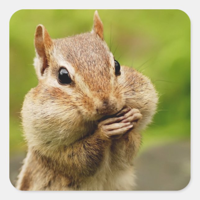 Oh, so Cheeky Chipmunk Quadratischer Aufkleber (Vorderseite)