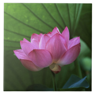 Ohga-Lotus, Sankei-en-Garten, Yokohama, Japan Fliese