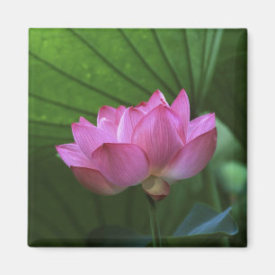 Ohga-Lotus, Sankei-en-Garten, Yokohama, Japan Magnet