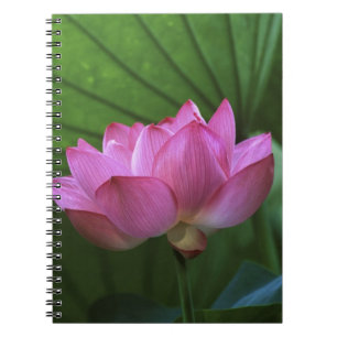 Ohga-Lotus, Sankei-en-Garten, Yokohama, Japan Notizblock