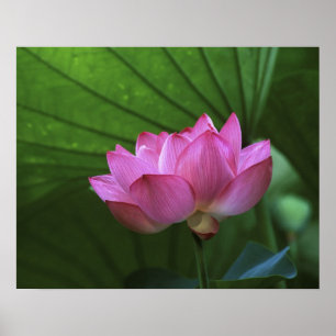 Ohga-Lotus, Sankei-en-Garten, Yokohama, Japan Poster