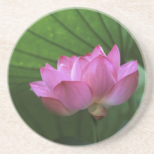Ohga-Lotus, Sankei-en-Garten, Yokohama, Japan Sandstein Untersetzer