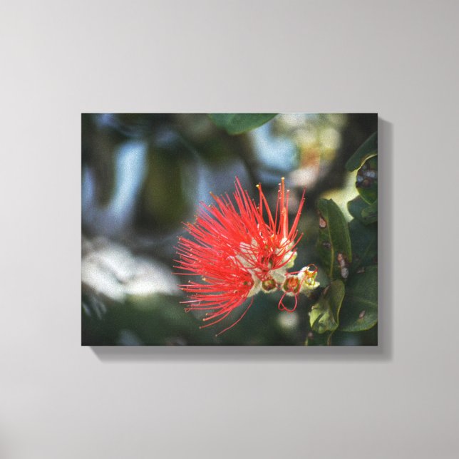 Ohia Lehua Blossom Leinwanddruck (Vorderseite)