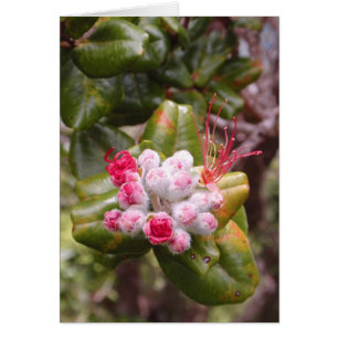 Ohia Lehua Knospen