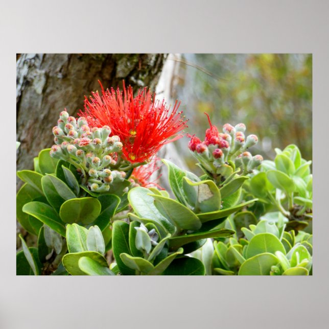 Ohia Lehua Poster (Vorne)