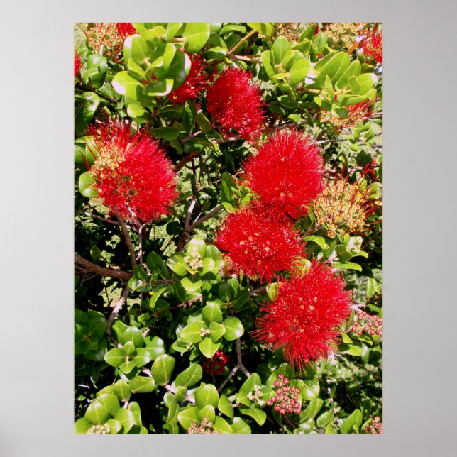 Ohia Lehua Poster (Vorne)