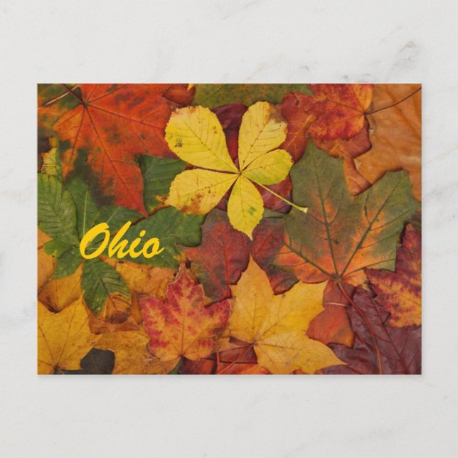 Ohio Automne Feuilles Carte Postale (Devant)