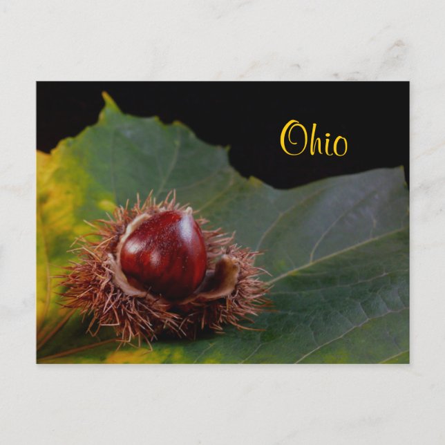 Ohio, Autumn Leaf mit Nut Postcard Postkarte (Vorderseite)