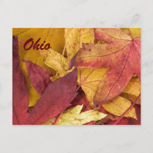 Ohio-Herbstlaub-Postkarte Postkarte