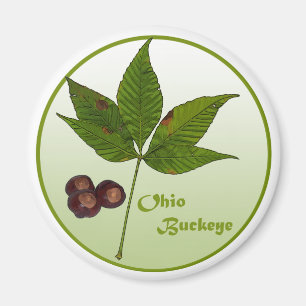 Ohio-Rosskastanien-Baum Magnet