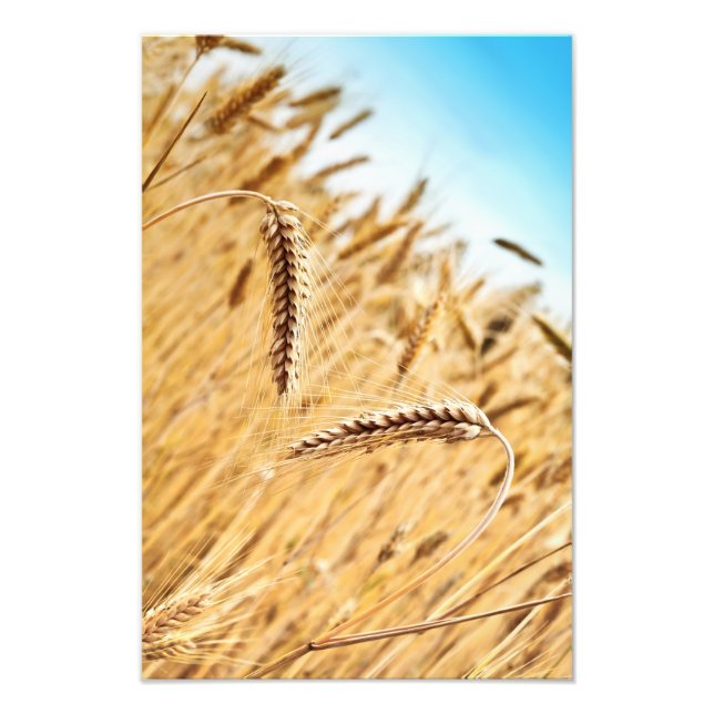 Ohren von goldenem Weizen gegen Weizenfeld Fotodruck (Vorne)