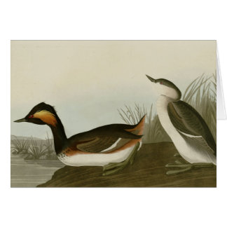Ohriger Grebe
