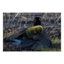 Oie canadienne avec gosling Poster Imprimer